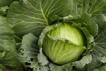 Fototapeta premium cabbage growing in agricultural farm