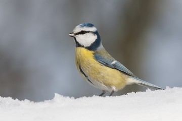 Eurasian blue tit