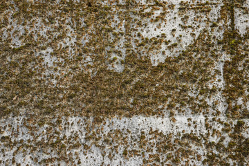muratura in cemento infestato dal muschio