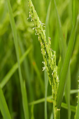 rice paddy field