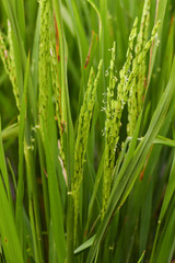 Fototapeta na wymiar rice paddy field