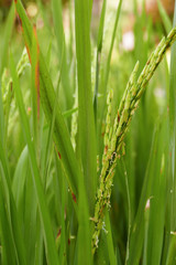 rice paddy field