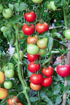 tomato growing in agricultural farm