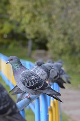 Pigeons
