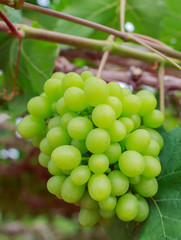 grapes with green leaves on the vine