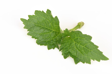 Patchouli trees, essential oils and medicinal heat in the lower body.