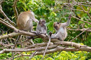 Monkeys