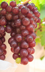 Red grape on the tree