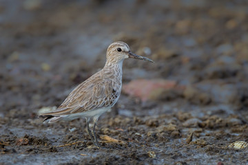 Close up of Broad-billed Sandpiper(Limicola falcinellus)  in nature 