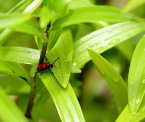 Red Lilly Beetle