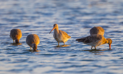 Group of Eastern Black-tailed Godwit(Limosa melanuroides) in nature 