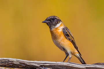 Very close up of Stejneger's Stonechat (Saxicola stejnegeri) 