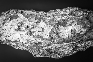 Fototapeta premium Bark of tree black and white