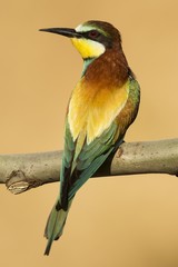 Bee eater on the branch
