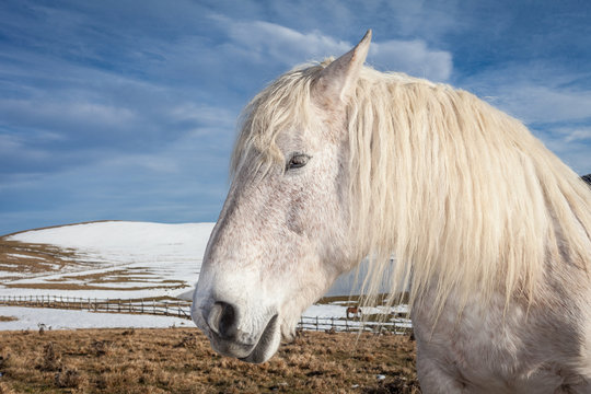 Primo piano di un cavallo bianco. Montagne con neve sullo sfondo, cielo blu