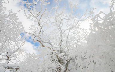Winter landscape white snow of Mountain in Korea.