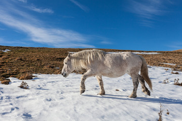 Cavallo bianco dalla folta criniera in una prateria innevata