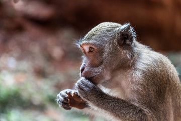 Monkey eating fruit. Portrait of small monkey. Thailand