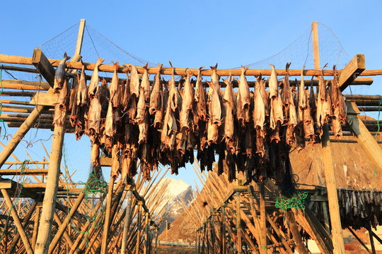 pesca al merluzzo