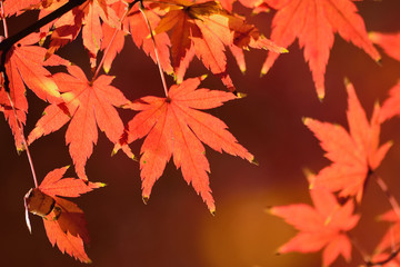 Maple leaves reflecting sunlight