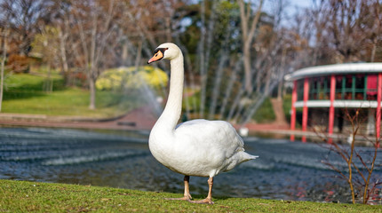 Cygne