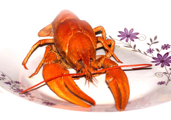 crawfish isolated