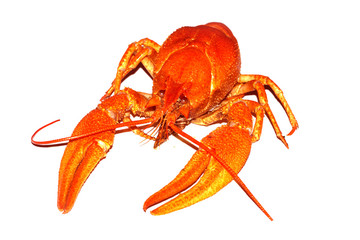 crawfish isolated