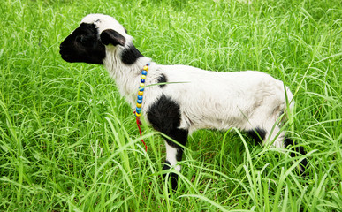 New born lamb