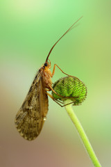 Köcherfliege