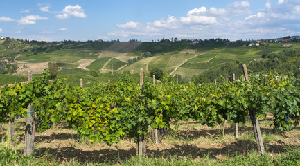 Fototapeta na wymiar Vineyards in Oltrepo Pavese (Italy)