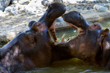 Fototapeta na wymiar Hippopotames amphibie -Zoo de la Palmyre (Img.9696)