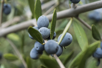 Olives on olive tree