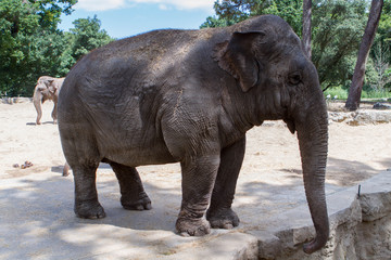 Fototapeta na wymiar L'éléphant d'Asie - Zoo de la Palmyre (Img.9730)