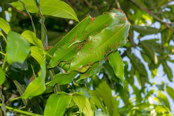 Ant nest on Mango tree.