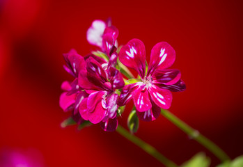 Fototapeta na wymiar Geranium flower on red background