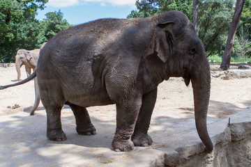 Obraz premium L'éléphant d'Asie - Zoo de la Palmyre (Img.9731)