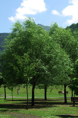 Fototapeta na wymiar 公園の木