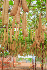 sword beans on the vine