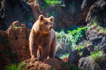 North American Grizzly Bear at sunrise in Western USA