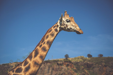 Eating giraffe on safari wild drive