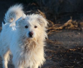 White shaggy homeless bolognese dog on blurred background