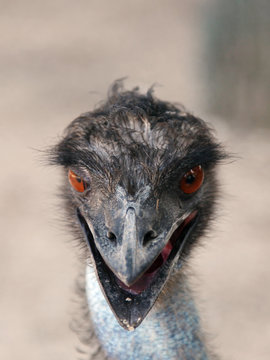 Ostrich head full face
