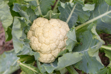 cauliflower in the morning