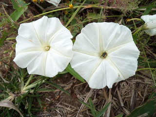 Morning glory 