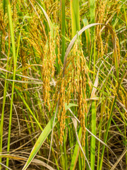 Golden Rice Field