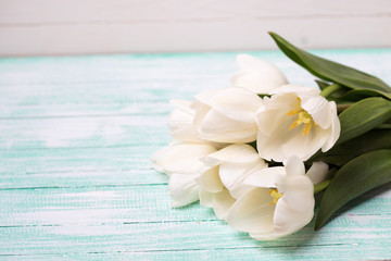Fresh white tulips  on turquoise painted planks against white wall. Selective focus. Place for text.