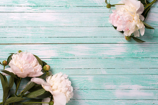 Splendid  white  pink  peonies flowers on turquoise painted wood