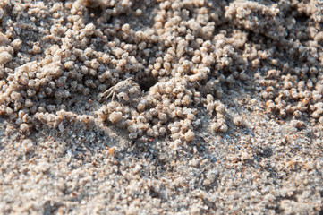 Tiny crab on the beach