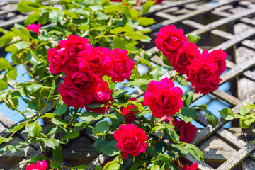 Bush of beautiful roses in a garden