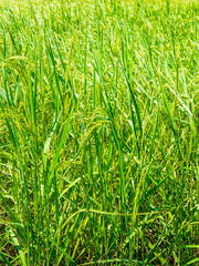 Green Rice Field 